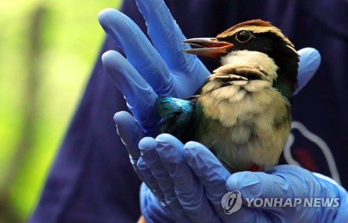 자연의 품으로 돌아가는 팔색조