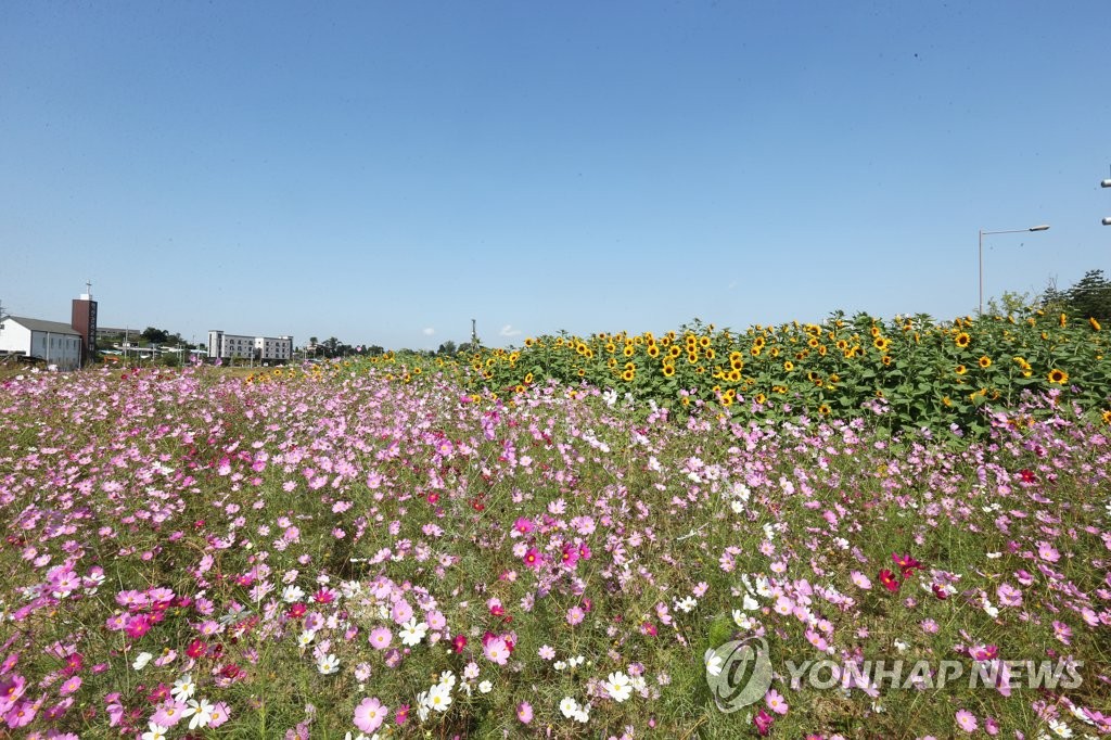 쾌청한 가을…해바라기·코스모스 만개