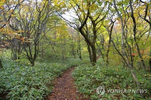 세계지질공원 대표 명소 '교래 삼다수 마을' 내 숲길