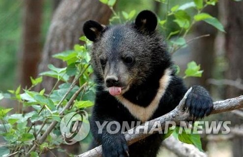 반달가슴곰(이번에 새로 발견된 곰과는 무관함)