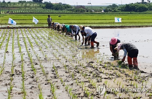 통일 쌀 모내기
