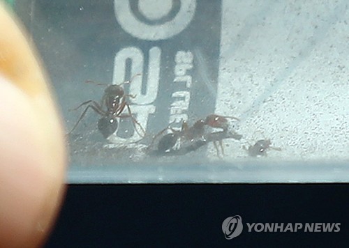 인천에서 발견된 붉은불개미