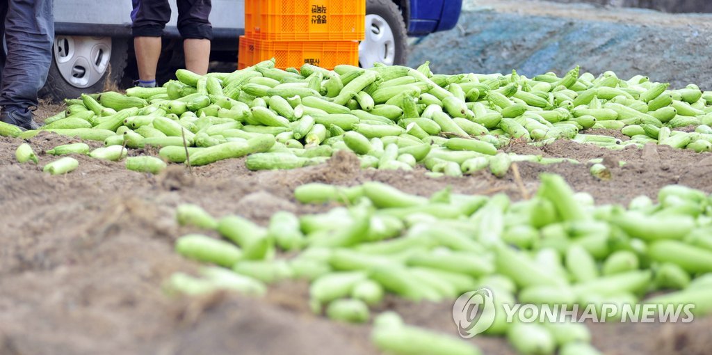 팔수록 손해…결국 버려진 애호박