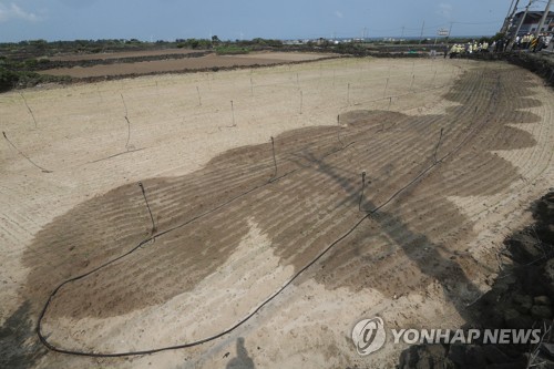 당근 파종기 가뭄 피해 '극심'