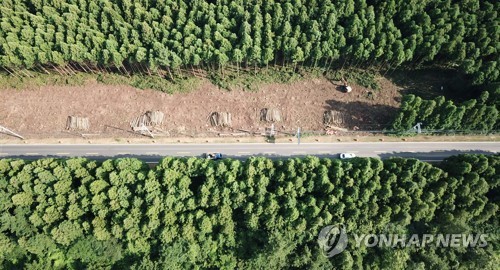 파괴된 제주 삼나무숲