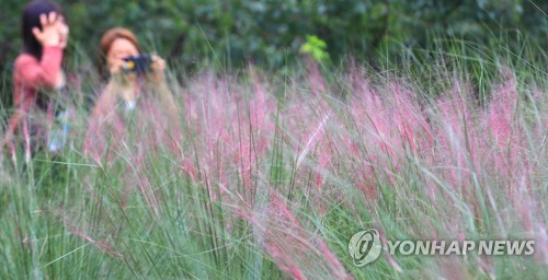 핑크뮬리와 함께 맞이하는 가을