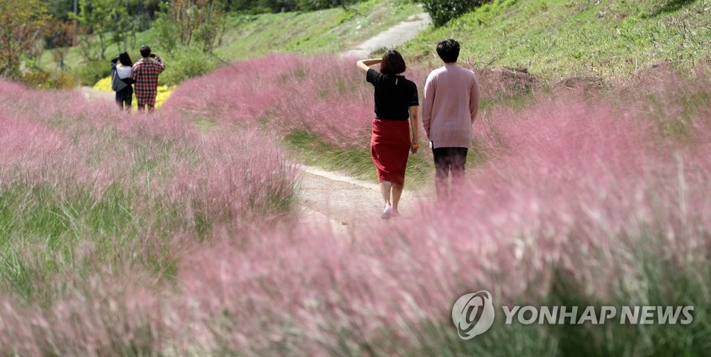 2018년 핑크빛으로 물든 대저생태공원