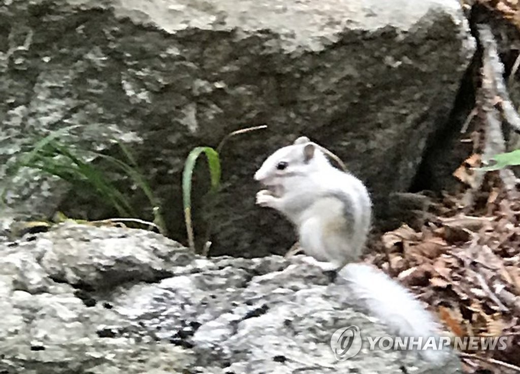 설악산에서 흰 다람쥐 포착