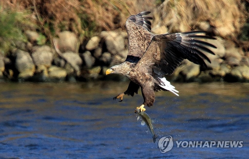사냥 성공한 흰꼬리수리