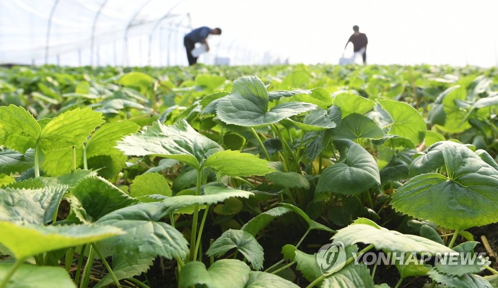 봄 입맛 돋울 '거창 곤달비' 수확