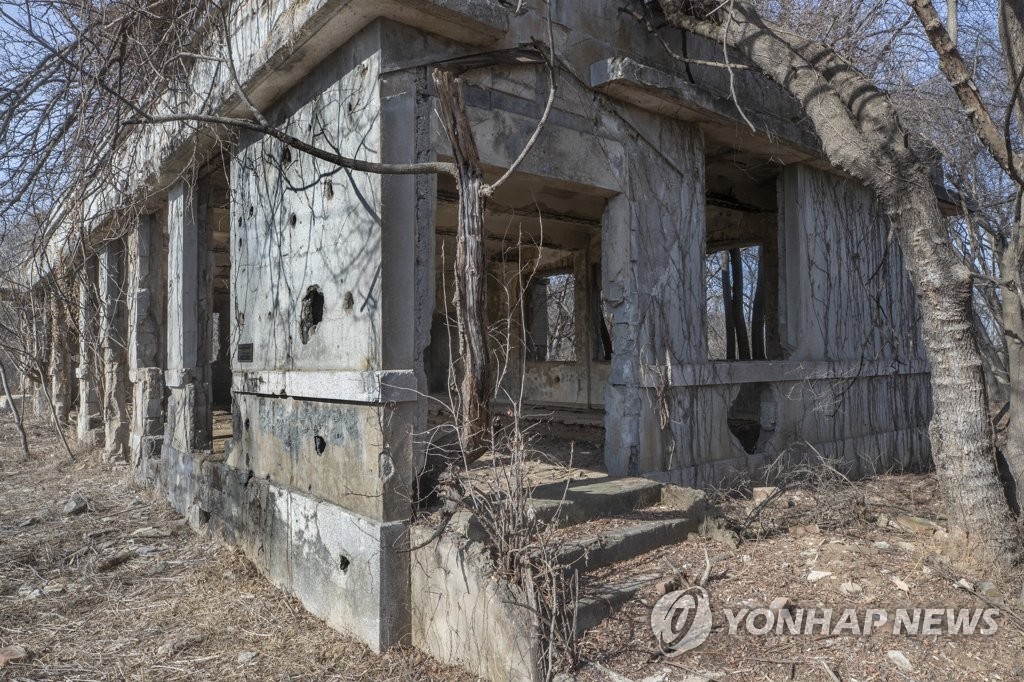 전쟁의 상처 뒤로 자란 나무