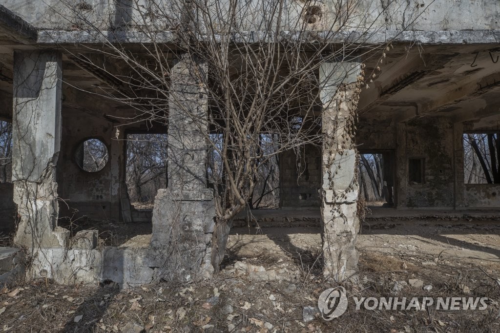 전쟁의 상처 뒤로 자란 나무