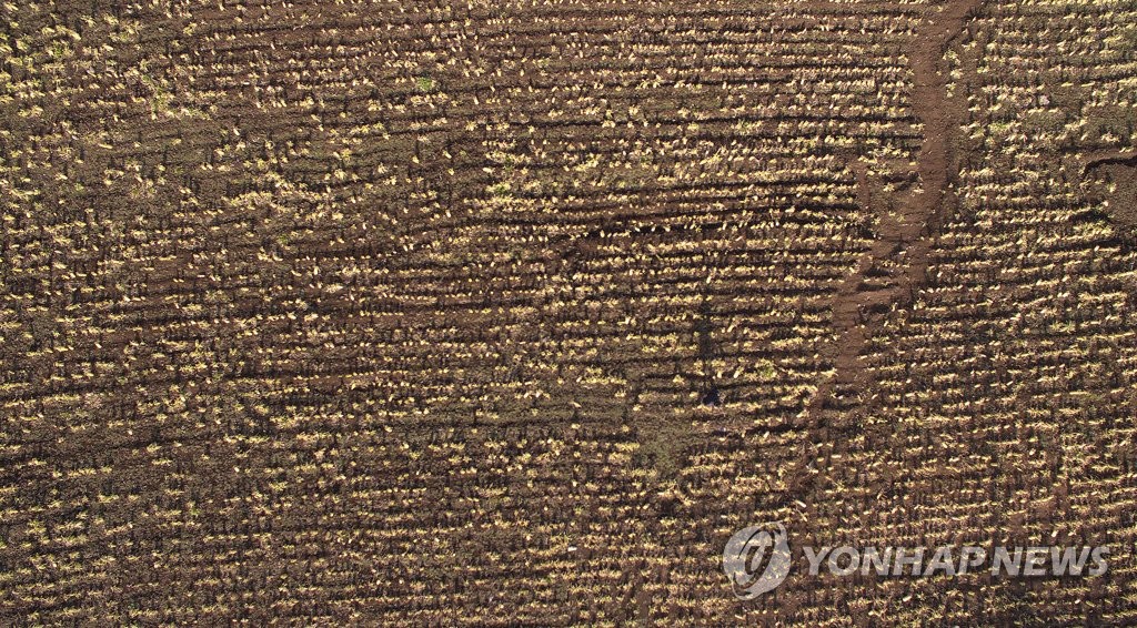 '수확 포기' 제주 월동무