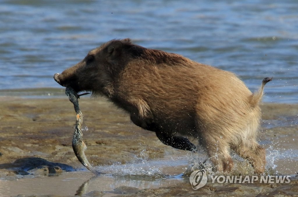 강가로 나온 멧돼지