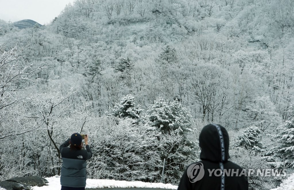 대관령 춘삼월 설경 장관