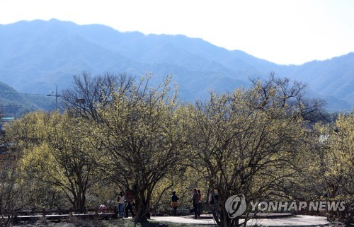 산수유마을의 봄풍경