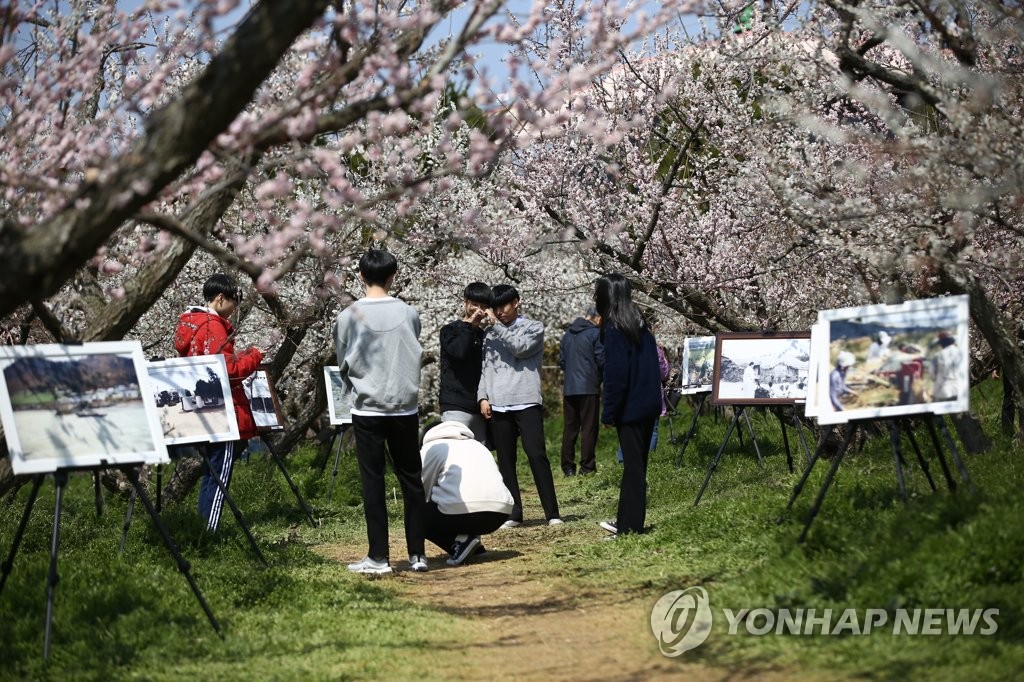 보해매실농원 매화축제