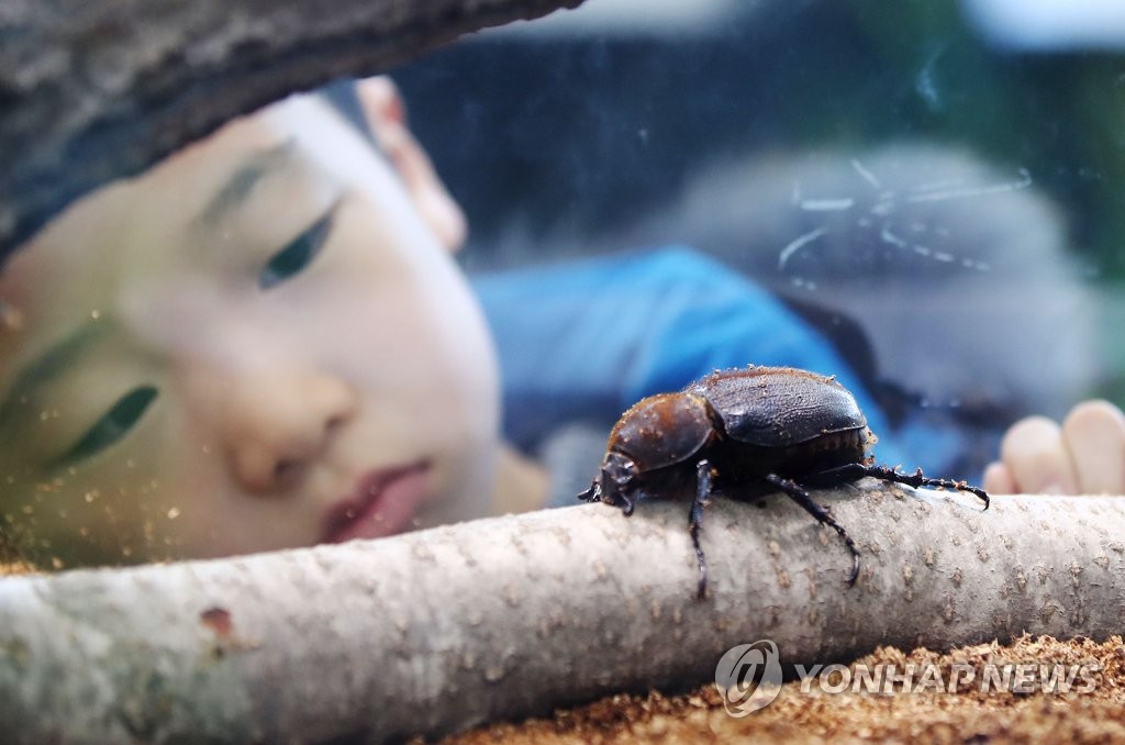 '풍뎅이가 정말 커요!'
