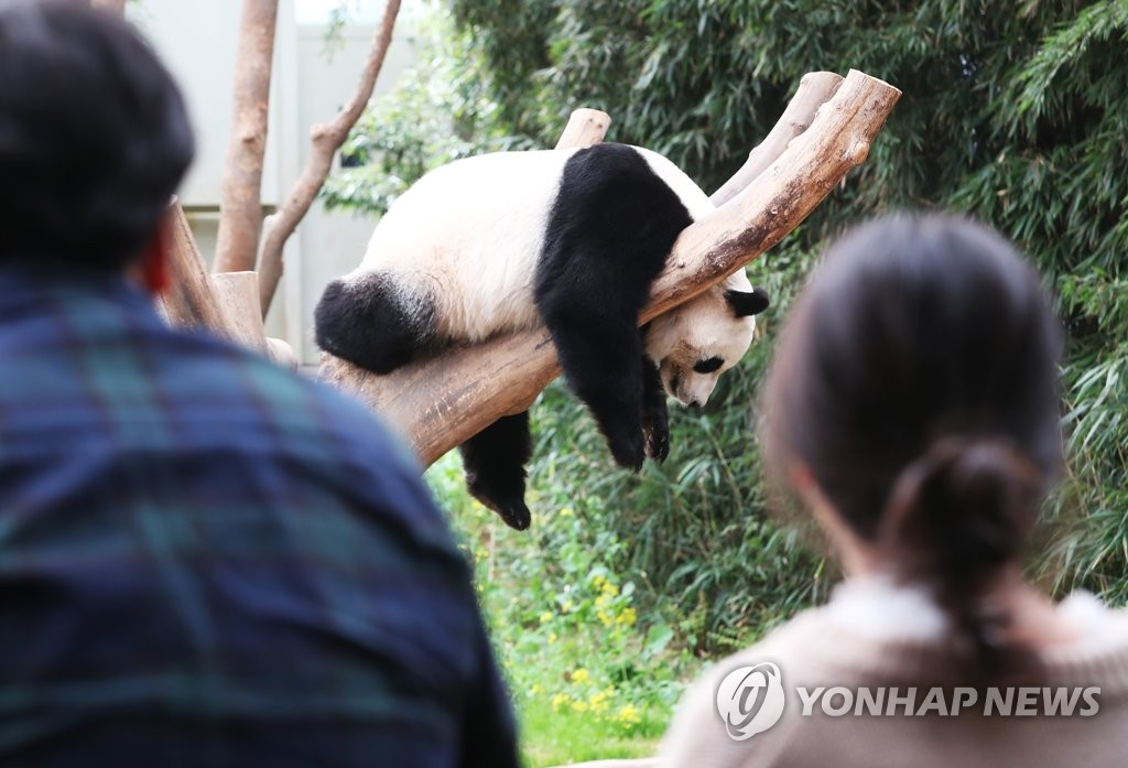 나른한 봄