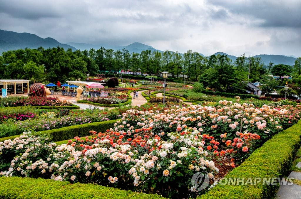 Int'l rose festival Int'l rose festival