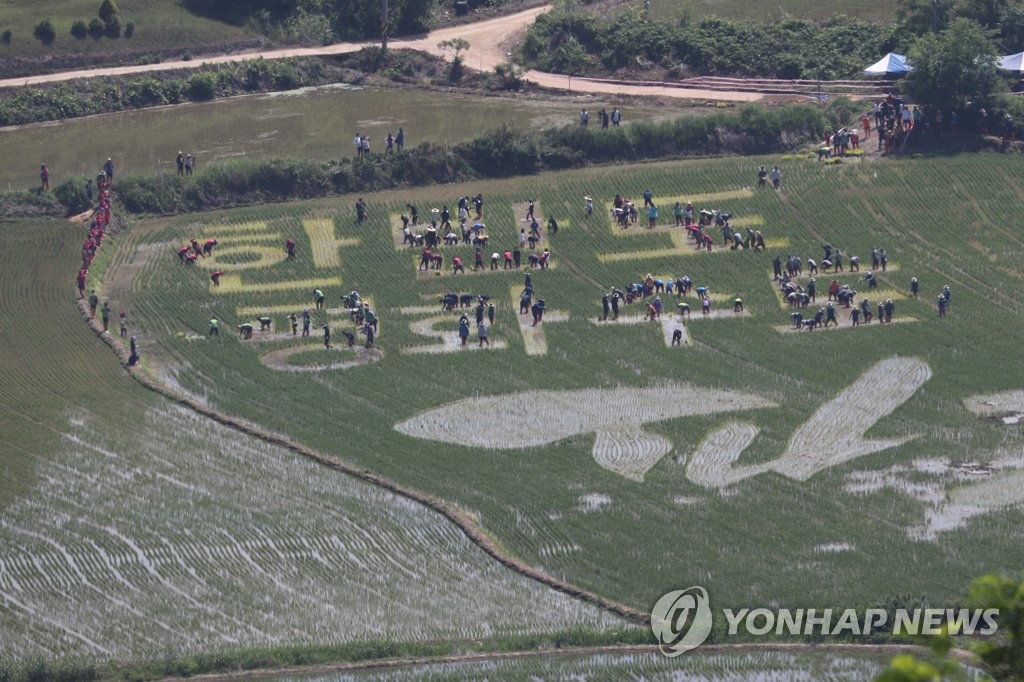 평화를 심는 DMZ 모내기
