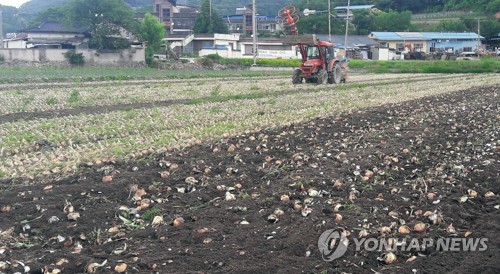 산지 폐기되는 생산과잉 양파