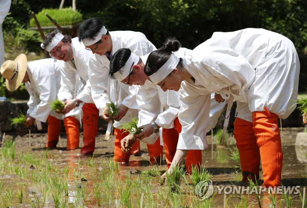 Foreign tourists experience rice planting Foreign tourists experience rice planting
