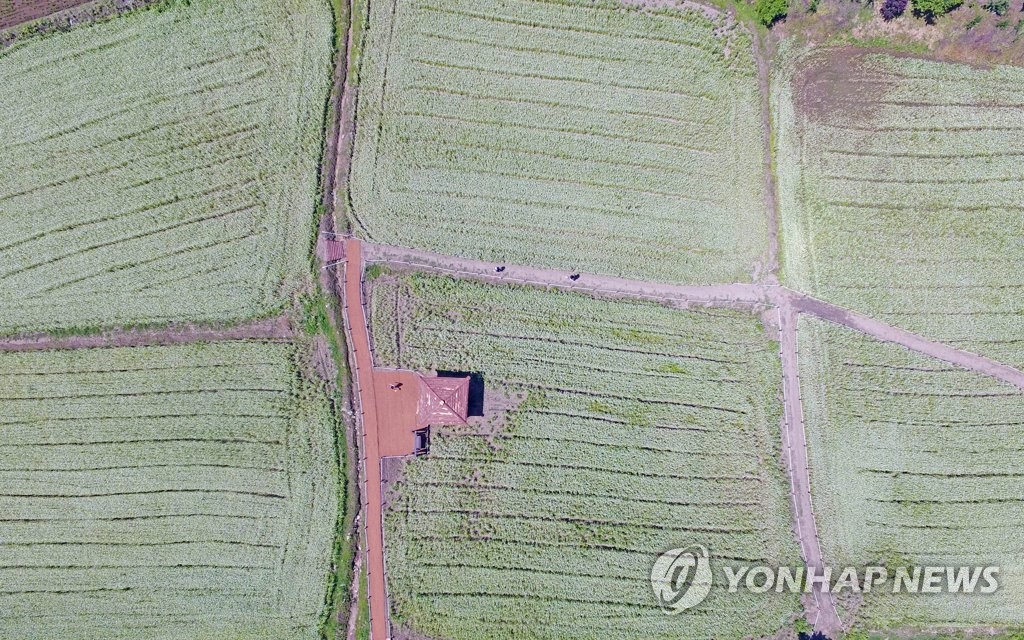춘천 강촌에 조성된 메밀밭