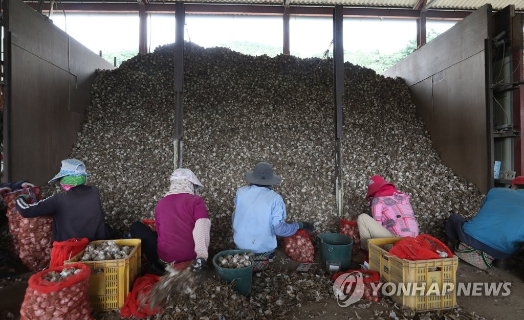 농장일 하는 이주노동자