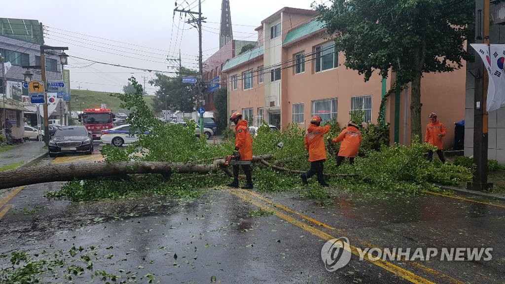 도로에 넘어진 가로수