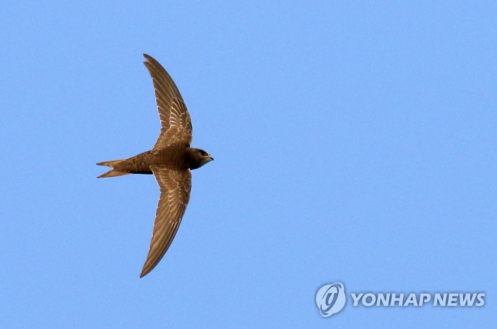 검은등칼새, 강릉서 국내 최초로 사진 포착