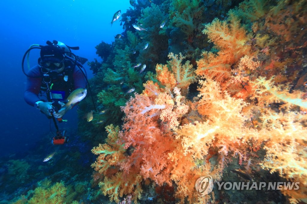 환상적인 서귀포 문섬 연산호 군락지