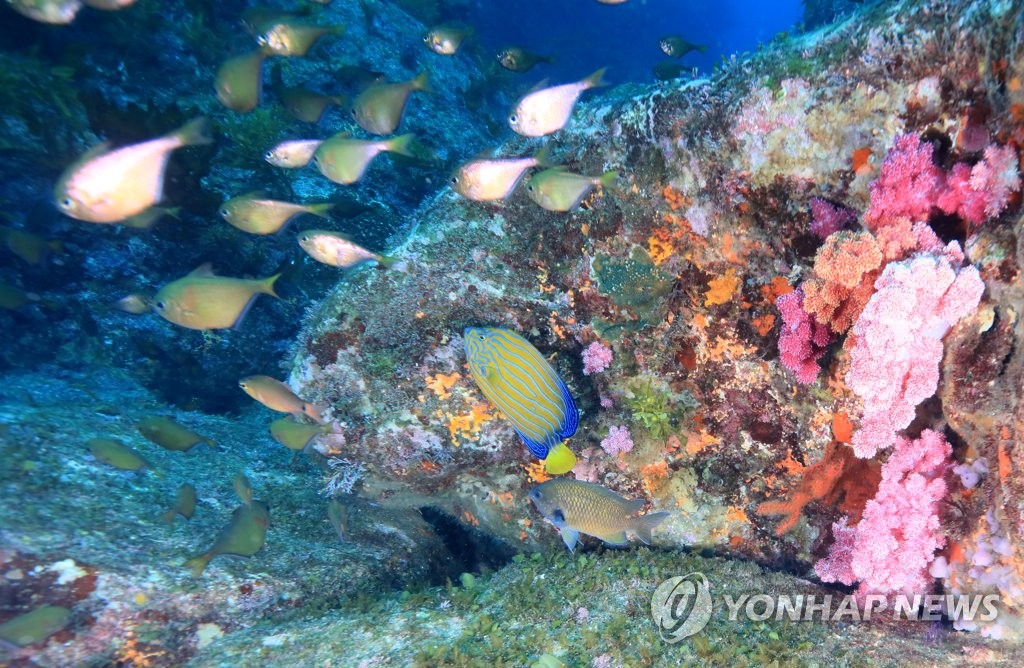 ′환상적인 바닷속 풍경′…제주도 서귀포 문섬 연산호 군락지