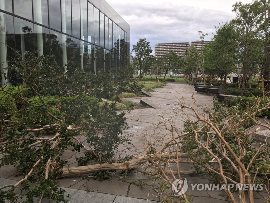 지난달 태풍 '파사이'로 쓰러진 도쿄 나무들