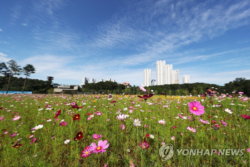 파란 가을 하늘과 코스모스