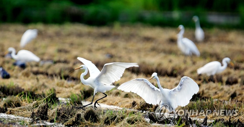 White herons White herons