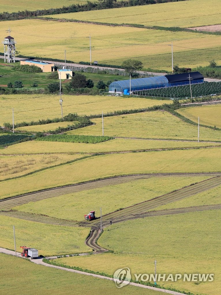 Rice harvesting Rice harvesting
