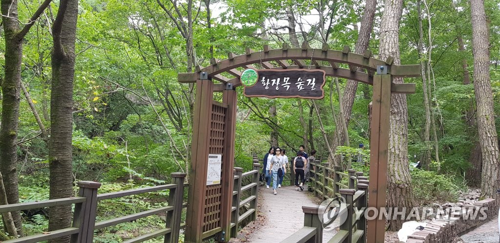 원주 치악산에 '왕의 나무' 황장목 숲길