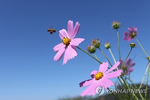 꿀벌과 코스모스