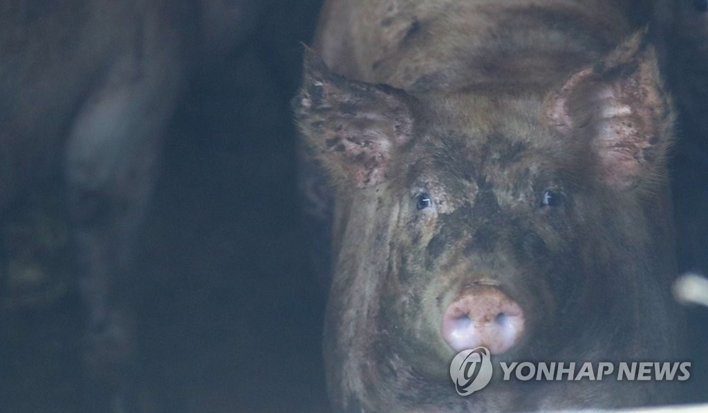 돼지열병 무서워