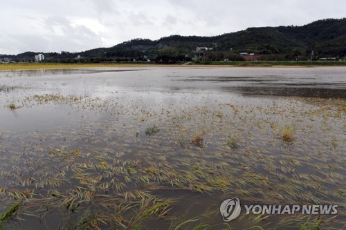 폭우에 잠긴 농경지