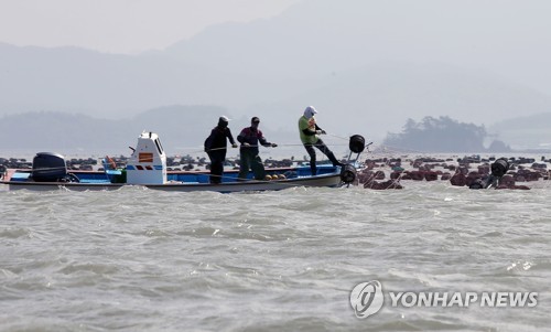 김 양식시설 복구하는 어민들