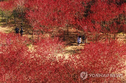 '가을, 제주의 숲'