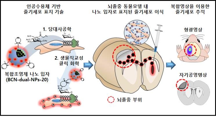 KIST 연구진, 줄기세포 표지 기술 개발