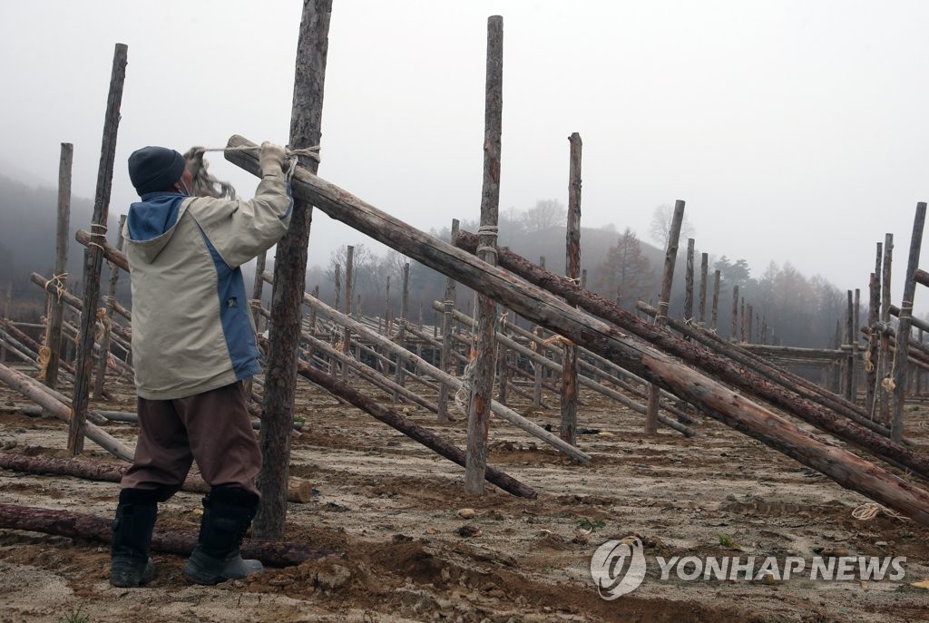 한겨울 준비하는 대관령