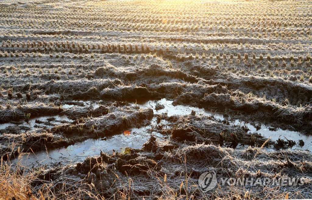 서리와 살얼음의 입동 들녘