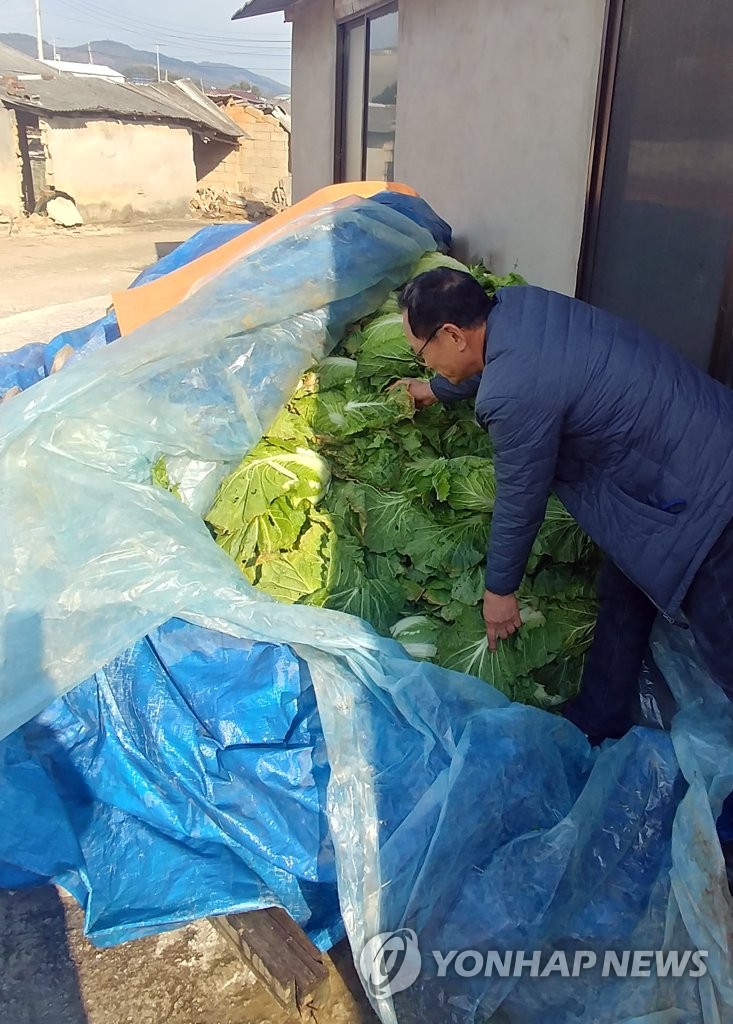 '암 집단발병' 장점마을의 팔리지 않는 배추