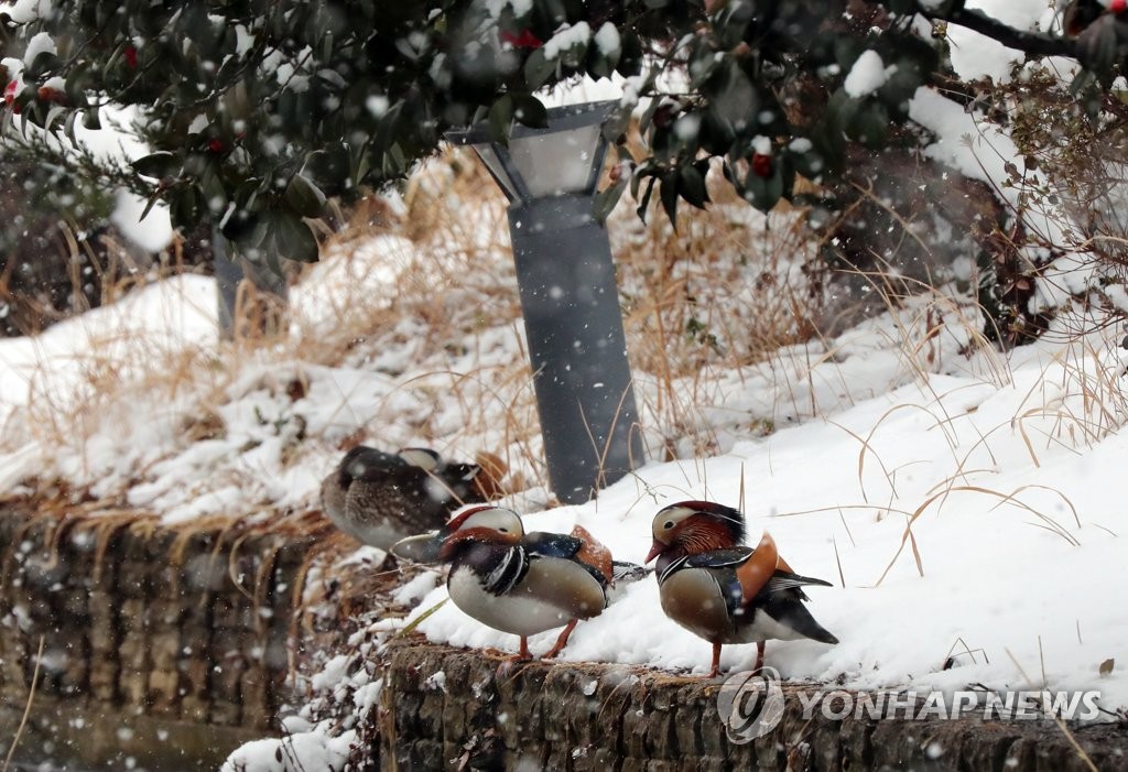 원앙의 겨울나기