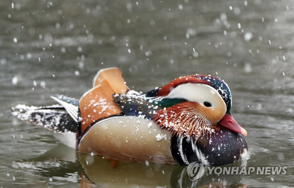 원앙에 쌓이는 눈