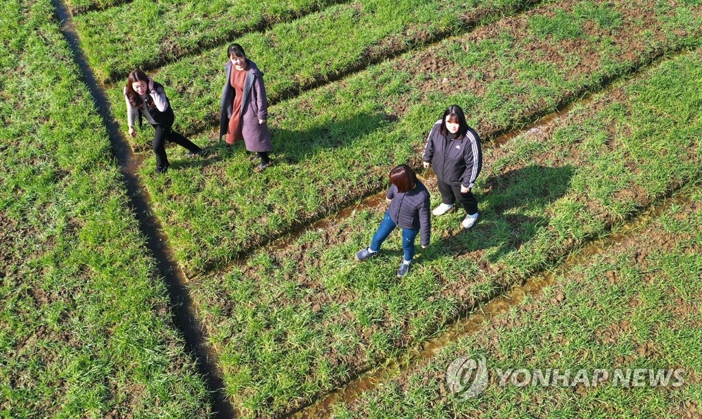 초록빛 보리밟기